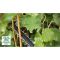 Кущоріз акумуляторний Bosch UniversalHedgecut 18V-50 без акб і з/п (0600849K00)