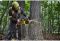 Пила ланцюгова акумуляторна безщіткова DeWALT DCMCS575N